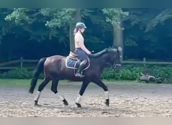 More ponies/small horses, Gelding, 3 years, 15.1 hh, Bay-Dark