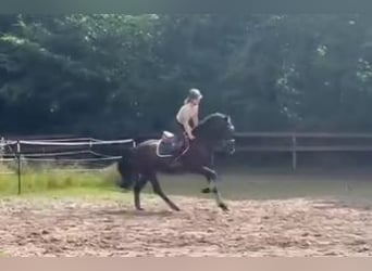 More ponies/small horses, Gelding, 3 years, 15.1 hh, Bay-Dark