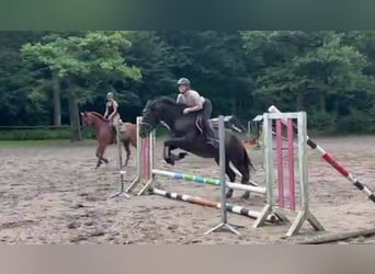 More ponies/small horses, Gelding, 3 years, 15.1 hh, Bay-Dark