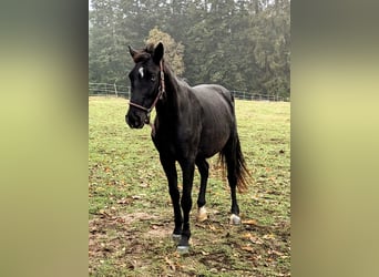 More ponies/small horses, Gelding, 3 years, 15 hh, Black