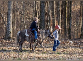 More ponies/small horses, Gelding, 3 years, 8 hh, Palomino