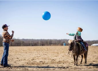 More ponies/small horses, Gelding, 3 years, 8 hh, Palomino