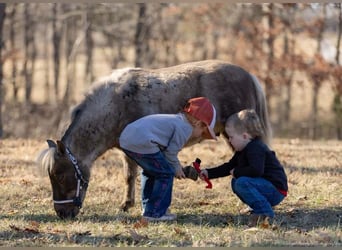 More ponies/small horses, Gelding, 3 years, 8 hh, Palomino