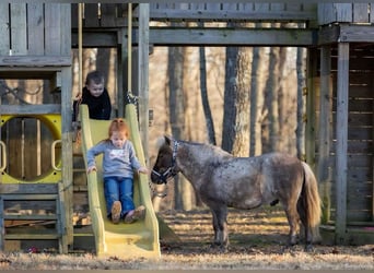 More ponies/small horses, Gelding, 3 years, 8 hh, Palomino