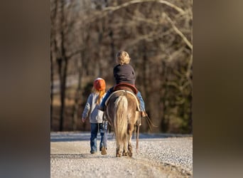 More ponies/small horses, Gelding, 3 years, 8 hh, Palomino