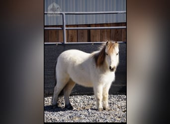 More ponies/small horses, Gelding, 3 years, 9 hh, Buckskin