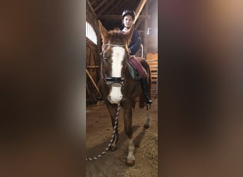 More ponies/small horses, Gelding, 3 years