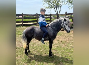 More ponies/small horses, Gelding, 4 years, 10.2 hh, Gray