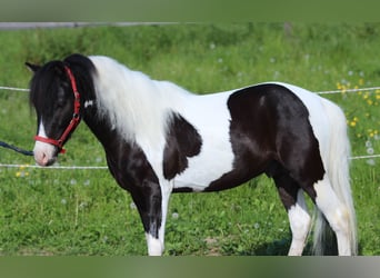 More ponies/small horses, Gelding, 4 years, 10 hh, Pinto