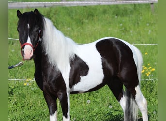 More ponies/small horses, Gelding, 4 years, 10 hh, Pinto