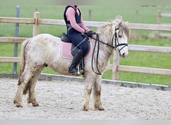 More ponies/small horses, Gelding, 4 years, 11.3 hh, Roan-Red