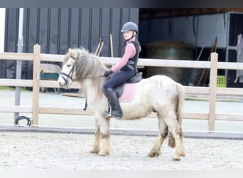 More ponies/small horses, Gelding, 4 years, 11.3 hh, Roan-Red