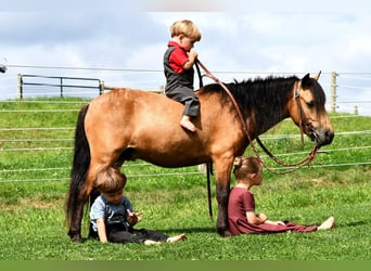 More ponies/small horses, Gelding, 4 years, 11 hh, Buckskin