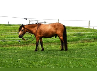 More ponies/small horses, Gelding, 4 years, 11 hh, Buckskin