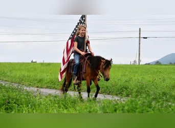 More ponies/small horses, Gelding, 4 years, 11 hh, Buckskin