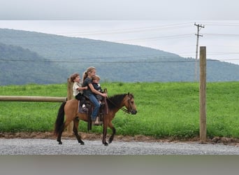 More ponies/small horses, Gelding, 4 years, 11 hh, Buckskin