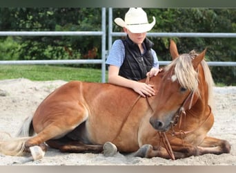More ponies/small horses, Gelding, 4 years, 12.2 hh, Sorrel