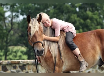 More ponies/small horses, Gelding, 4 years, 12.2 hh, Sorrel