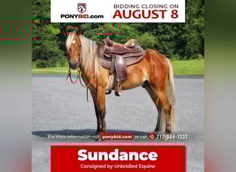 More ponies/small horses, Gelding, 4 years, 12.2 hh, Sorrel