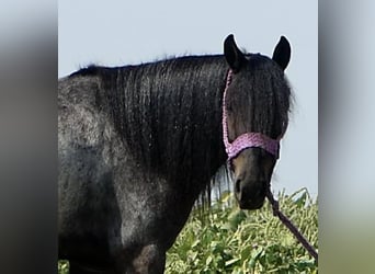 More ponies/small horses Mix, Gelding, 4 years, 13.1 hh, Roan-Blue