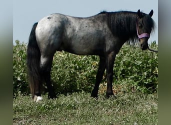 More ponies/small horses Mix, Gelding, 4 years, 13.1 hh, Roan-Blue