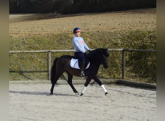 More ponies/small horses, Gelding, 4 years, 13,2 hh, Dun