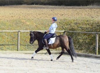 More ponies/small horses, Gelding, 4 years, 13,2 hh, Dun