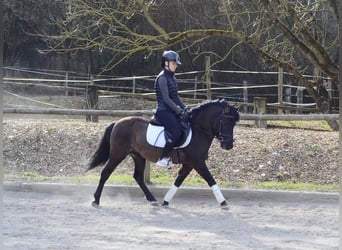 More ponies/small horses, Gelding, 4 years, 13,2 hh, Dun