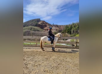 More ponies/small horses Mix, Gelding, 4 years, 13,2 hh, Leopard-Piebald