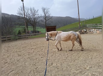 More ponies/small horses Mix, Gelding, 4 years, 13.2 hh, Leopard-Piebald