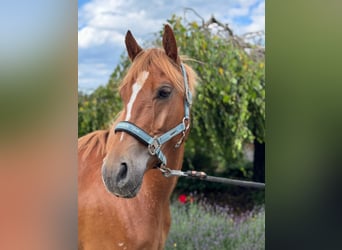 More ponies/small horses, Gelding, 4 years, 14,1 hh, Chestnut-Red