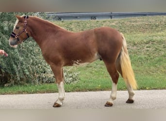 More ponies/small horses, Gelding, 4 years, 14,1 hh, Chestnut-Red