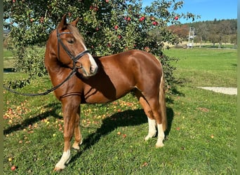 More ponies/small horses, Gelding, 4 years, 14,2 hh, Chestnut-Red