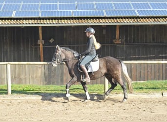 More ponies/small horses, Gelding, 4 years, 14.2 hh, Gray