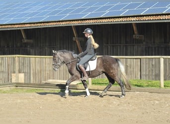 More ponies/small horses, Gelding, 4 years, 14.2 hh, Gray