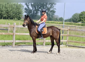 More ponies/small horses, Gelding, 4 years, 14.3 hh, Brown