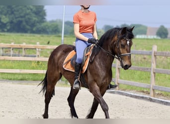 More ponies/small horses, Gelding, 4 years, 14.3 hh, Brown