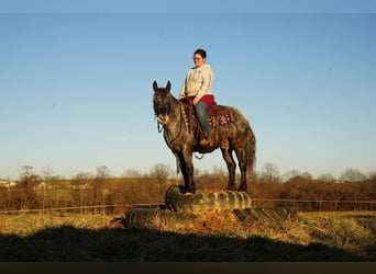 More ponies/small horses, Gelding, 4 years, 14 hh, Roan-Blue