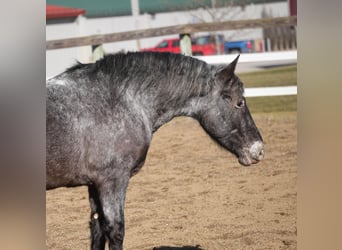 More ponies/small horses Mix, Gelding, 4 years, 14 hh, Roan-Blue