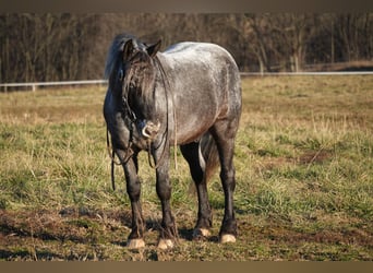 More ponies/small horses Mix, Gelding, 4 years, 14 hh, Roan-Blue