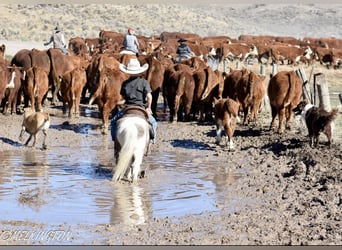 More ponies/small horses, Gelding, 4 years, 9,1 hh, Pinto