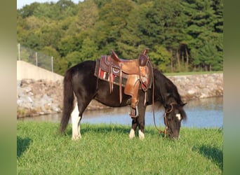 More ponies/small horses, Gelding, 4 years, 9 hh, Pinto