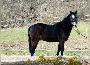 More ponies/small horses, Gelding, 5 years, 12,2 hh, Bay-Dark