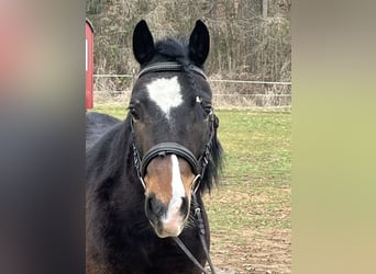 More ponies/small horses, Gelding, 5 years, 12,2 hh, Bay-Dark