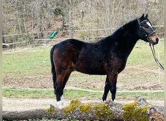 More ponies/small horses, Gelding, 5 years, 12,2 hh, Bay-Dark