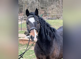 More ponies/small horses, Gelding, 5 years, 12,2 hh, Bay-Dark