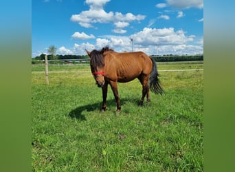 More ponies/small horses, Gelding, 5 years, 12.2 hh, Brown-Light