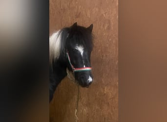 More ponies/small horses Mix, Gelding, 5 years, 12,2 hh, Pinto