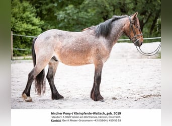 More ponies/small horses, Gelding, 5 years, 12.3 hh, Roan-Red