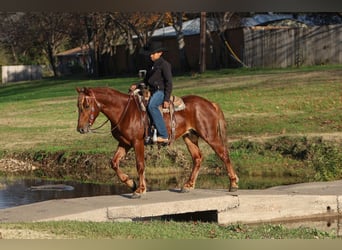 More ponies/small horses, Gelding, 5 years, 13,2 hh, Sorrel